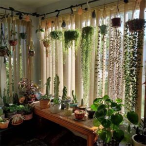 Read more about the article Ideas for Decorating Your Home with Plants