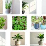 How Can i Purify air naturally at Home