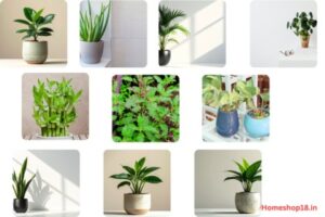 Read more about the article How Can i Purify air naturally at Home